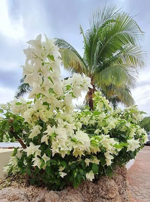 Acogedor Apartamento En Estrella Dominicus La Laguna Apartment